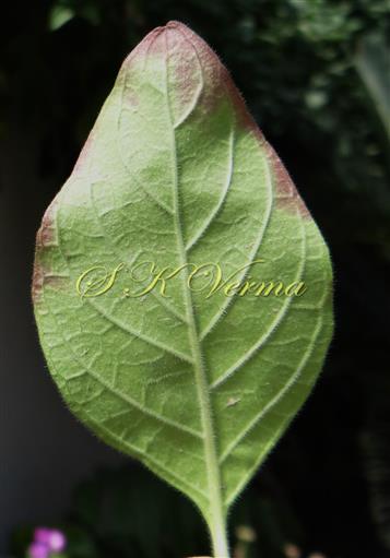  Leaf (Abaxial View)
